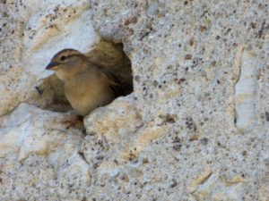 oiseau ayant fait son nid dans le mur de l'hotel la Tonnellerie entre Orléans et Blois