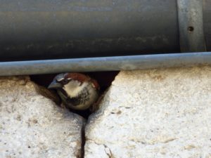 oiseau installé sous la gouttière de l'hotel la Tonnellerie de Tavers dans la Val de Loire