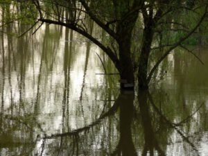 Arbre pied dans l'eau sur les rives de la Loire à Tavers près de Beaugency en Avril 2024